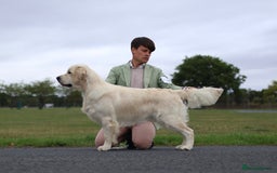 Golden Retriever dogs for sale: Champion line cream golden retriever puppies - Image 7