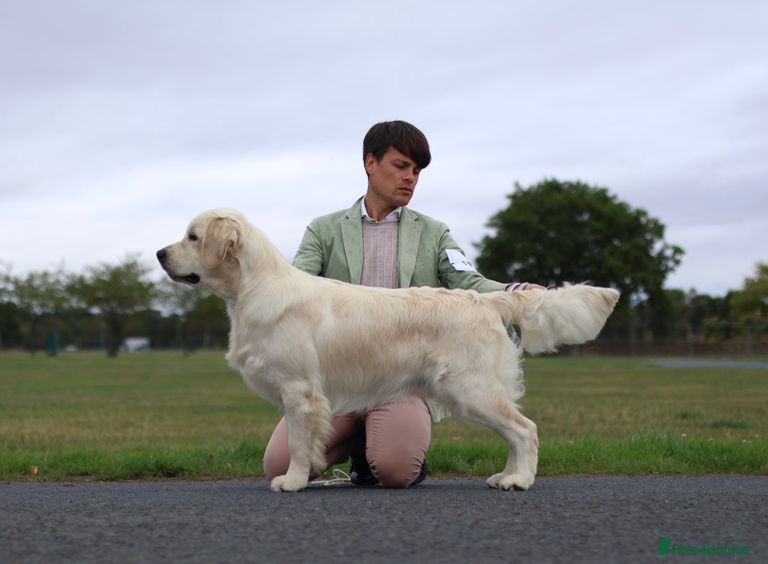 Golden Retriever dogs for sale: Champion line cream golden retriever puppies - Image 7