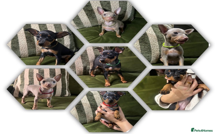 Miniature Pinscher dogs Stunning Miniature Pinschers - Advert 1