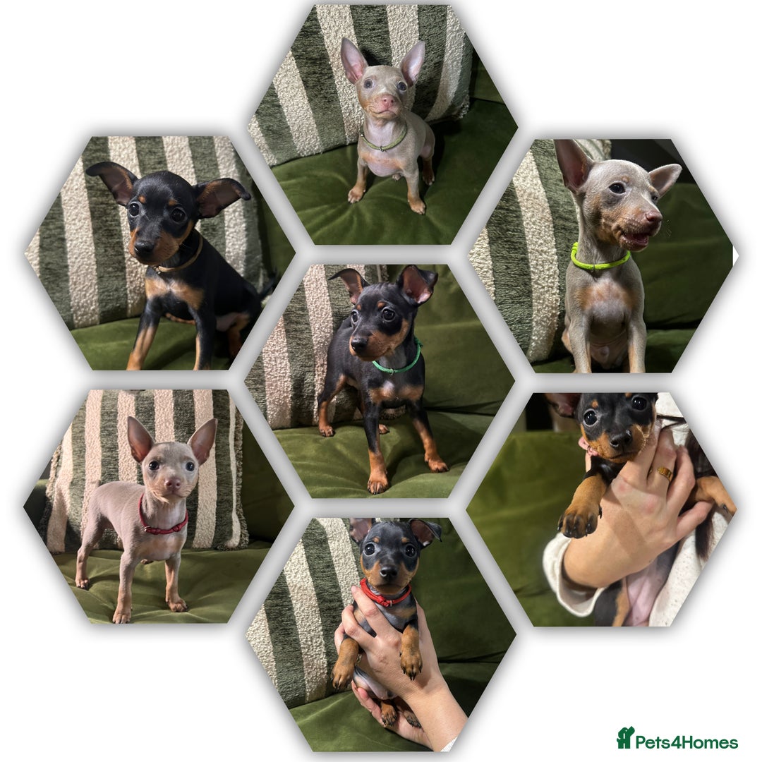 Miniature Pinscher dogs for sale: Stunning Miniature Pinschers - Advert 1