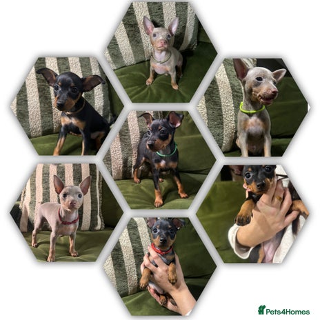 Miniature Pinscher dogs Stunning Miniature Pinschers - Advert 1