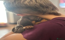 Miniature Dachshund dogs for sale: Beautiful KC Reg Miniature Dachshund Pups - Image 10