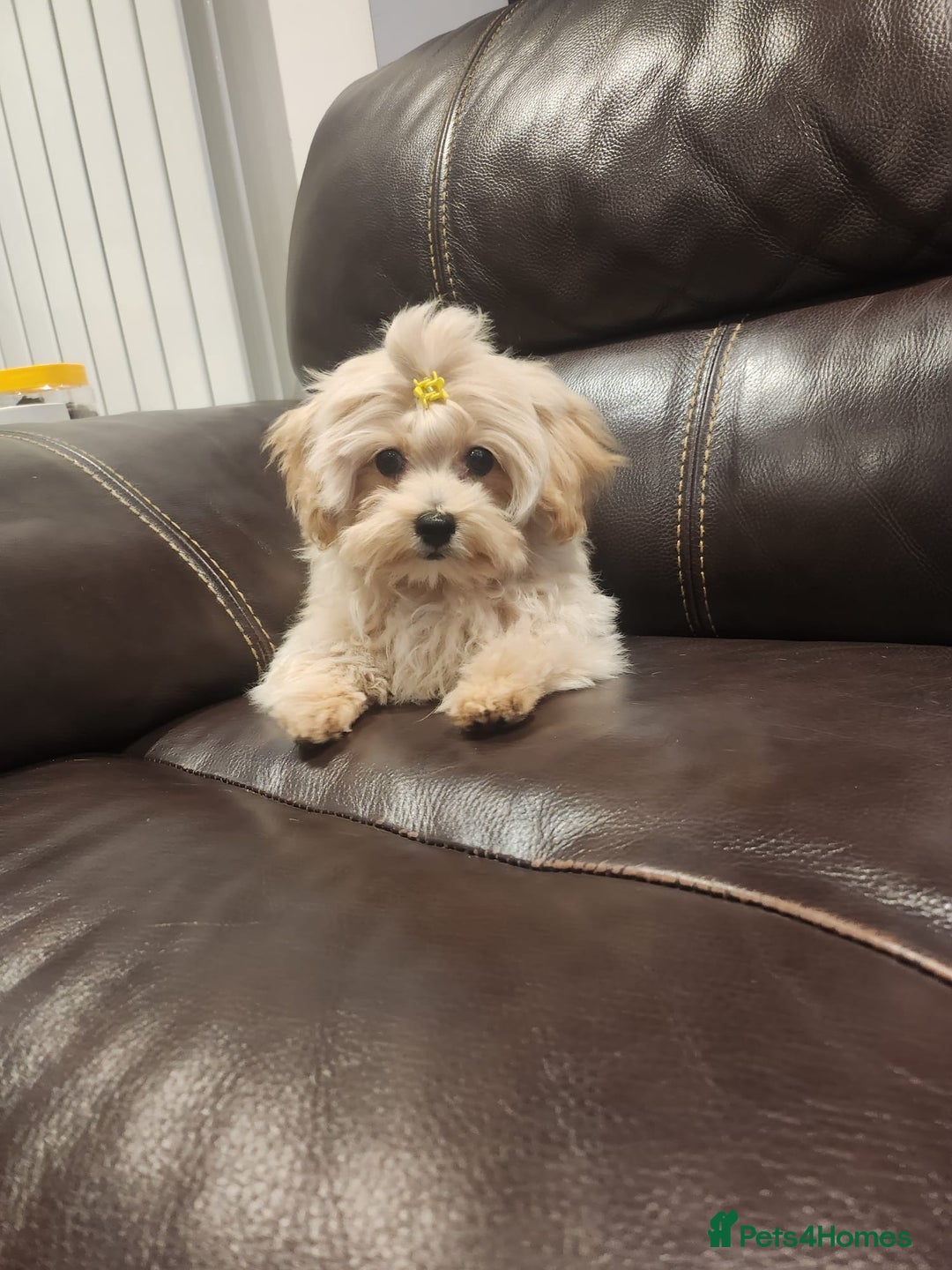 Maltipoo dogs for sale: Maltipoo F1, KC Parents Extensively DNA Clear - Advert 6