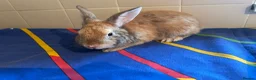 Mixed Breed rabbits for sale: Boy rabbits for sale - Advert 6