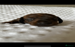 Miniature Dachshund dogs for sale: Champion  lines brindle / dapple mini daschund  - Image 10