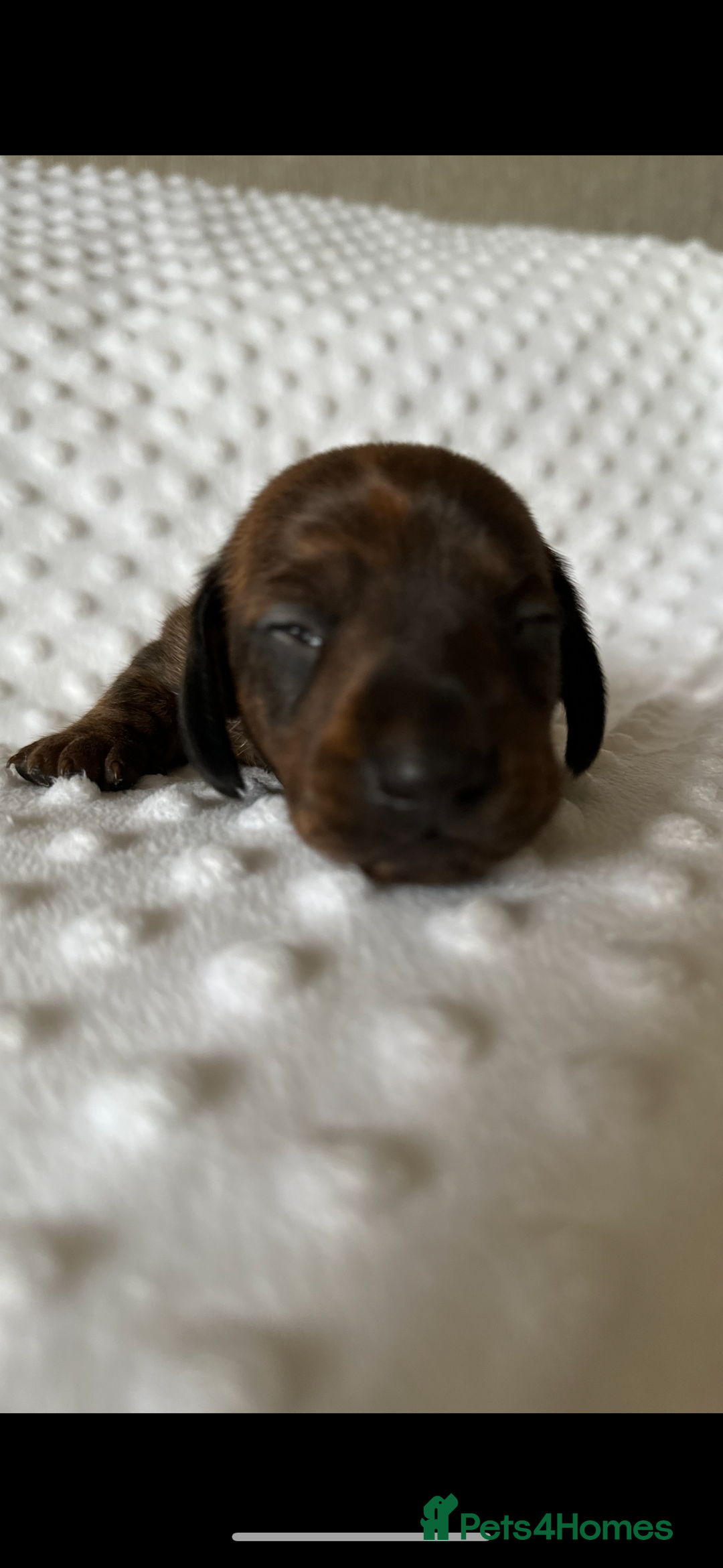 Miniature Dachshund dogs for sale: Champion  lines brindle / dapple mini daschund  - Image 10