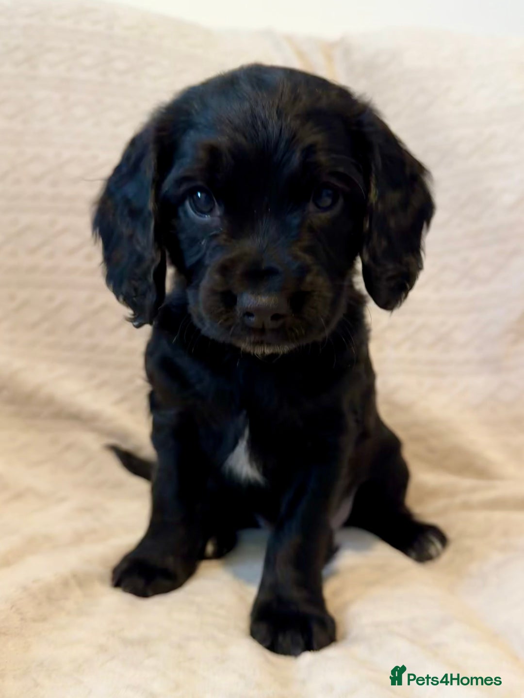 Cocker Spaniel dogs for sale: Last red girl left ready to leave now - Advert 6