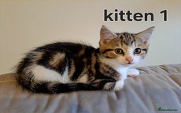 Domestic Shorthair cats for sale: Cute kittens for sale - Image 1