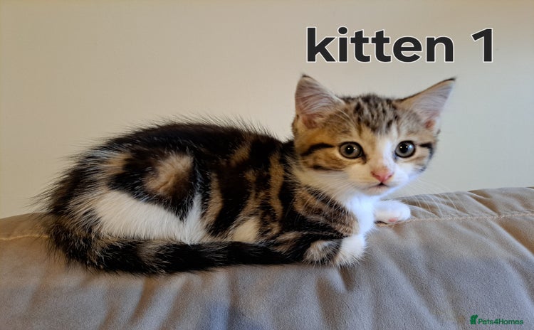 Domestic Shorthair cats - Advert 2
