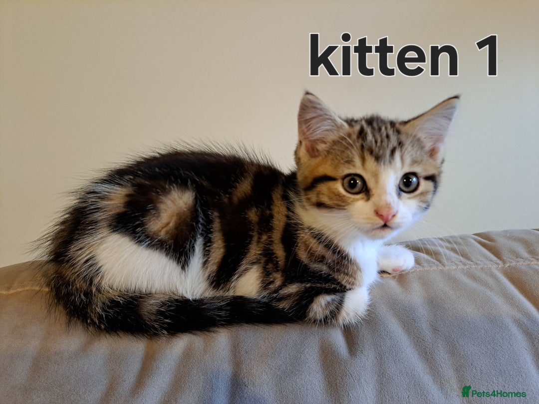 Domestic Shorthair cats for sale: Cute kittens for sale - Image 1