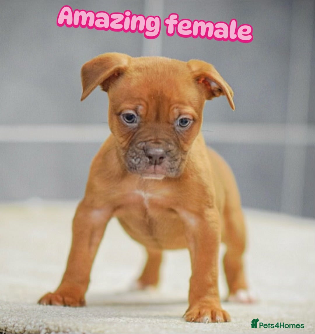 Old Tyme Bulldog dogs 5⭐️RATED COUNCIL APPROVED💥LICENSED 23 YEAR EXPERT - Advert 1