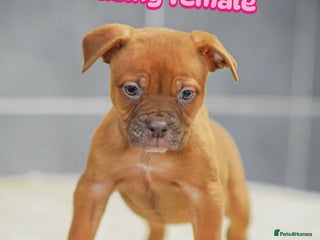 Old Tyme Bulldog dogs 5⭐️RATED COUNCIL APPROVED💥LICENSED 23 YEAR EXPERT - Advert 1