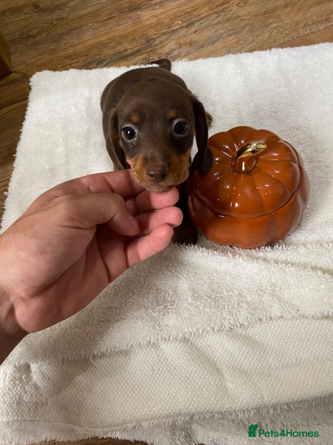 Miniature Dachshund dogs for sale: 6 beautiful miniature dachshunds for sale  - Advert 2