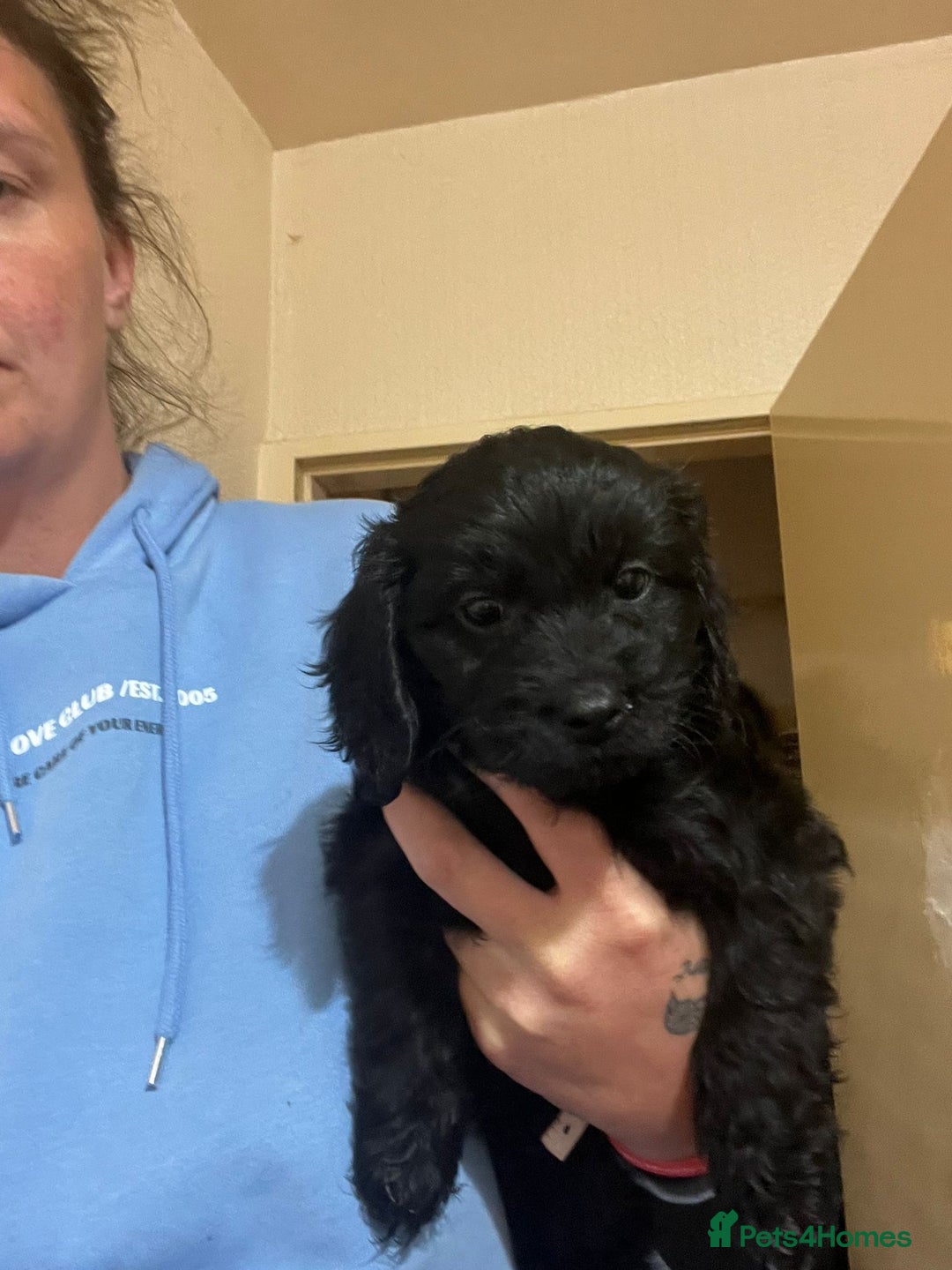 Cockapoo dogs for sale: 2 black stunning girls cockerpoos - Advert 22