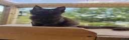 Maine Coon cats for sale: 🌟Tica registered mainecoons champion lines! 🌟 - Advert 3