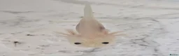 Axolotl reptiles for sale: Axolotl babies hatched 2/1/26 in Sutton-in-Ashfield - Advert 15