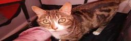Mixed Breed cats for sale: Mixed bengal X kittens - Advert 6