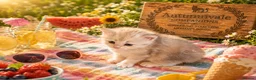 Siberian cats for sale: Ch. Sired Siberian Kittens - ready mid-September in Norwich - Advert 1