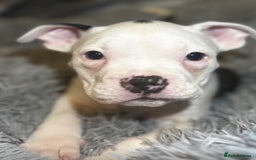 American Bully dogs for sale: perfect puppys - Image 7