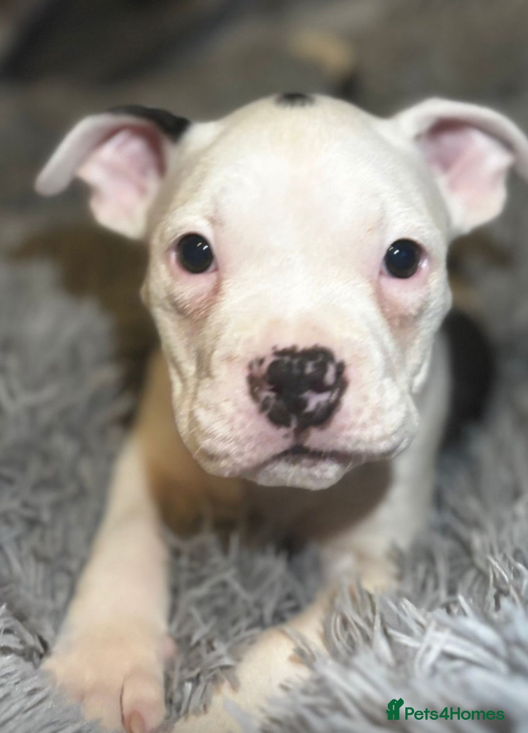 American Bully dogs for sale: perfect puppys - Image 7