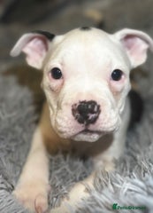 American Bully Puppy 4