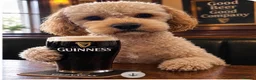 Cockapoo dogs for stud: Monty  in Liverpool - Advert 2