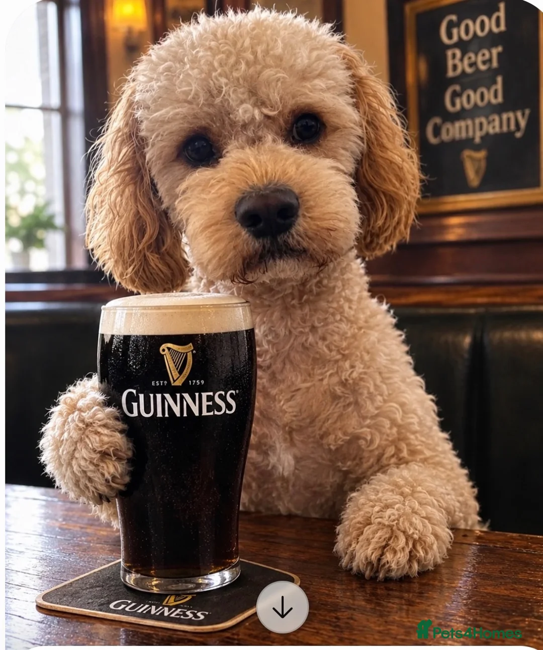 Cockapoo dogs for stud: Monty  in Liverpool - Advert 2