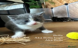 Maine Coon cats for sale: Maine coon cross kittens  - Image 5