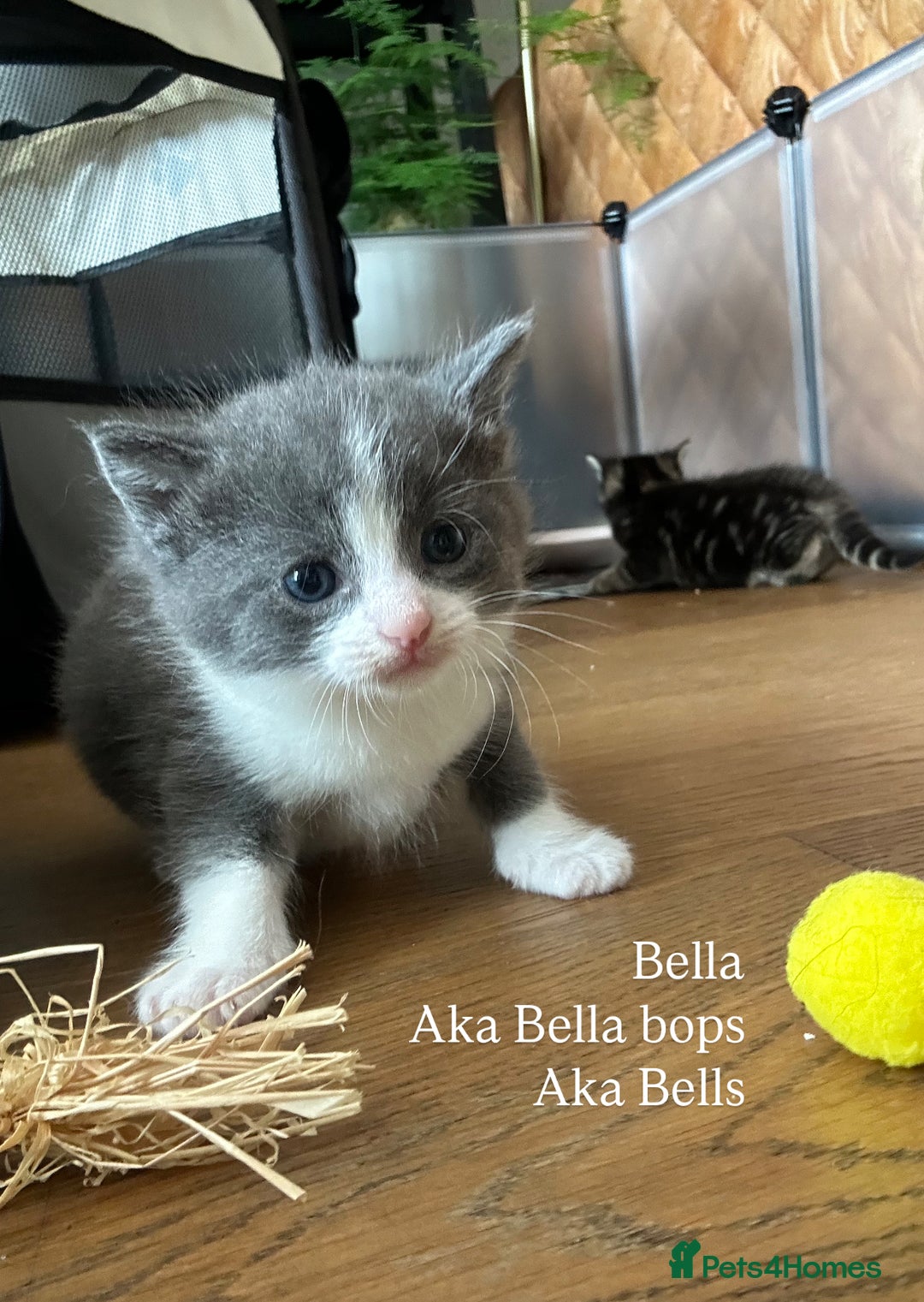 Maine Coon cats for sale: Maine coon cross kittens  - Image 5