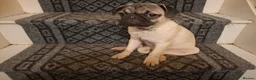 Pug dogs for sale: Lovely pug pups for sale - Advert 7