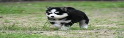Pomsky dogs for sale: Genuine Pomsky puppies from health tested parents - Advert 15