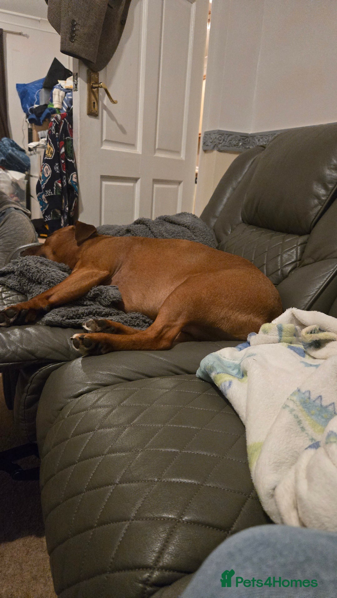 Staffordshire Bull Terrier dogs for sale: Loving 8-Year-Old Staffy Looking for Forever Home - Advert 3