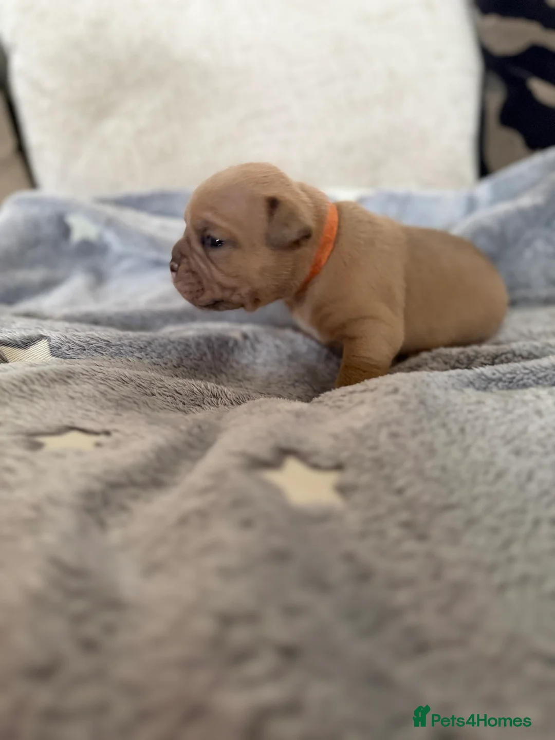 Old Tyme Bulldog dogs for sale: Old Tyme English Bulldog Puppies - Advert 17