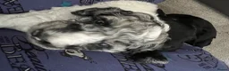 Cockapoo dogs for sale: 🐾 Beautiful Cockapoo Puppies  🐾 - Advert 12