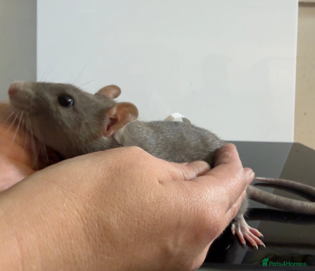 Rat rodents for sale: 2 x young and loving rats + cage + water bottle  - Image 13