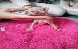 Sphynx cats for sale: Elf ear baby sphnx  - Image 6