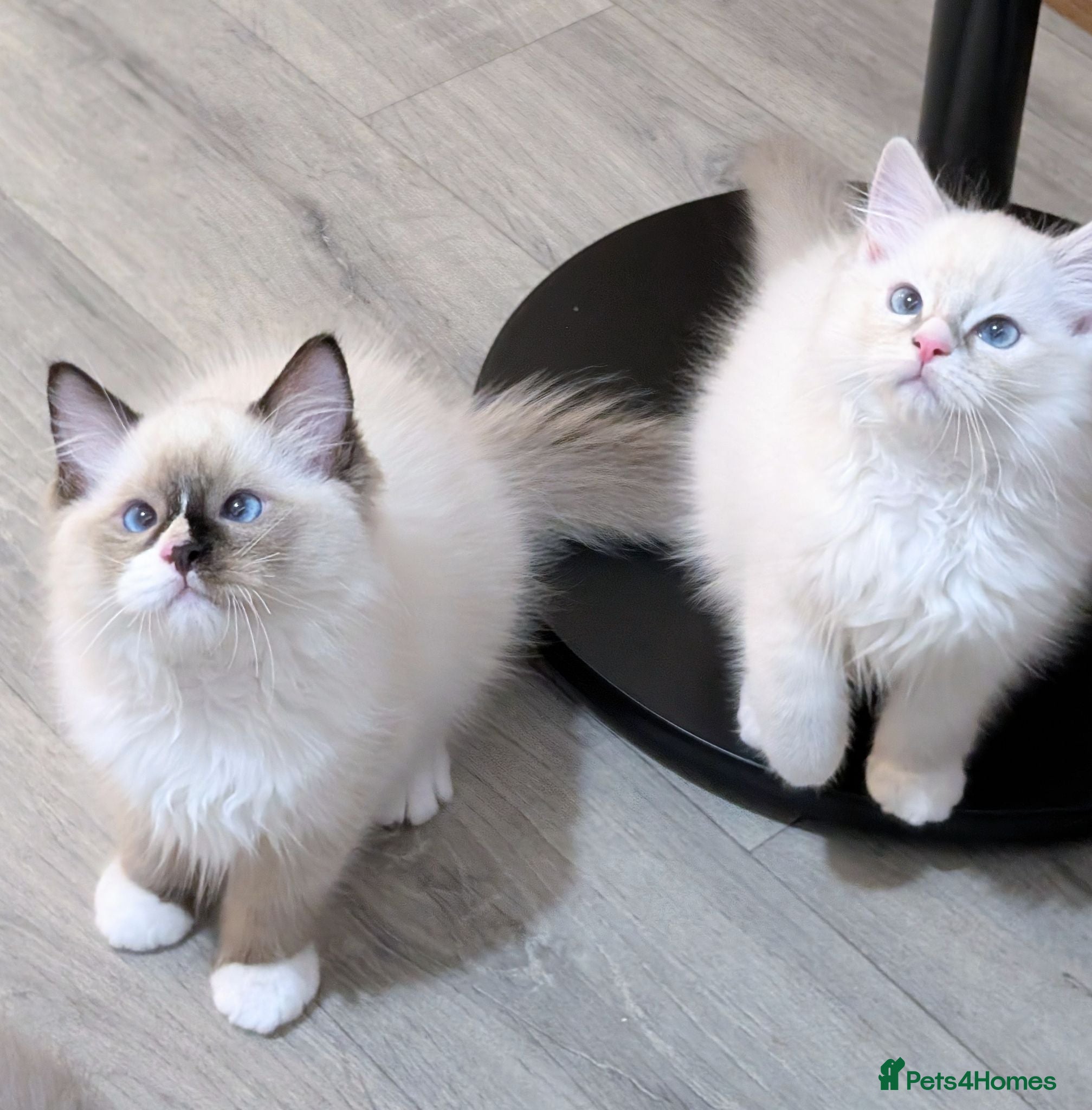 Ragdoll cats 💖Grand champ EU pedigree TICA Ragdoll kittens  - Advert 8