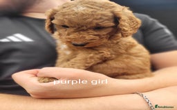 Labradoodle dogs for sale:  Apricot Doodle labradoodles - Image 16