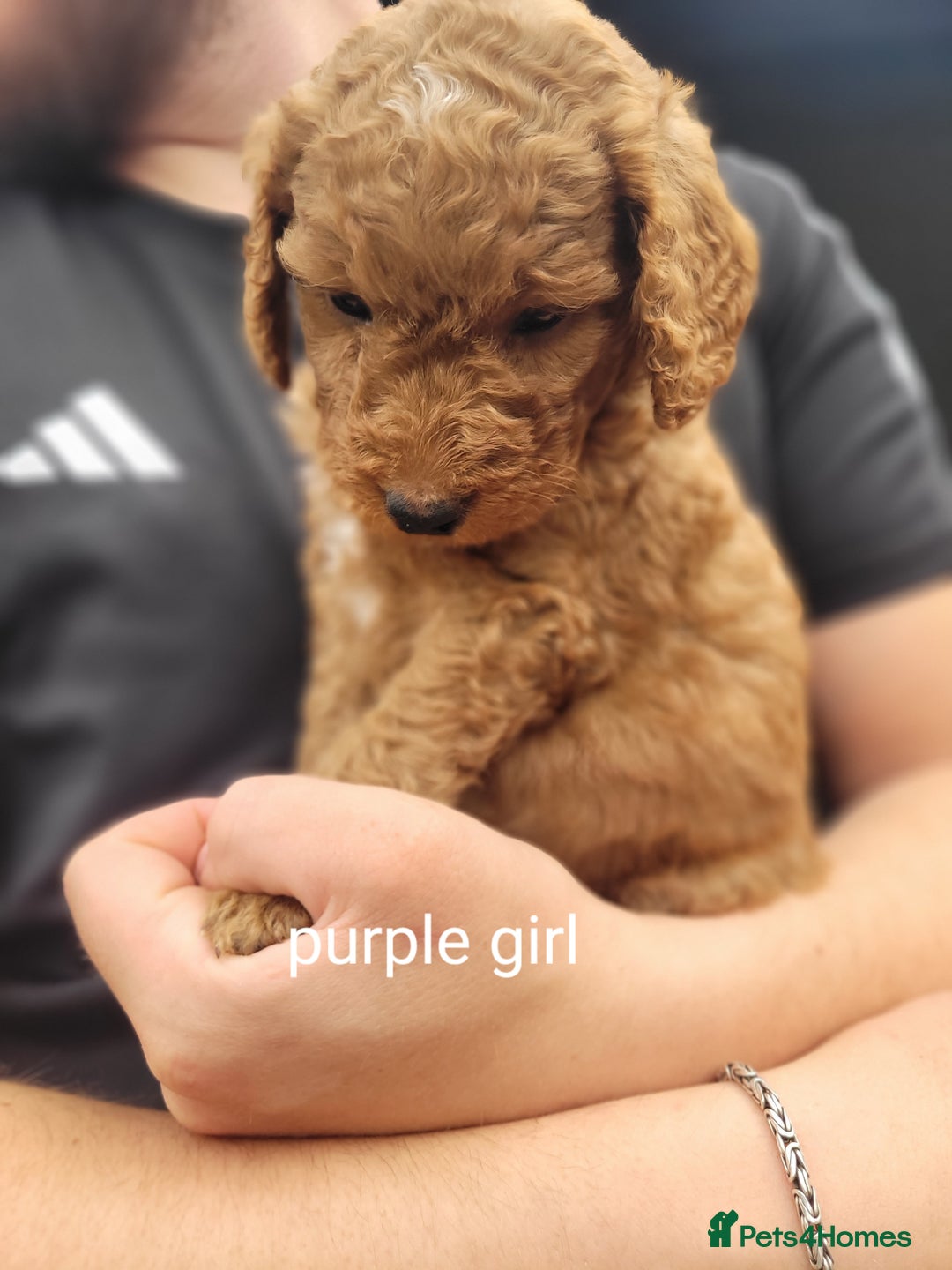 Labradoodle dogs for sale:  Apricot Doodle labradoodles - Image 16