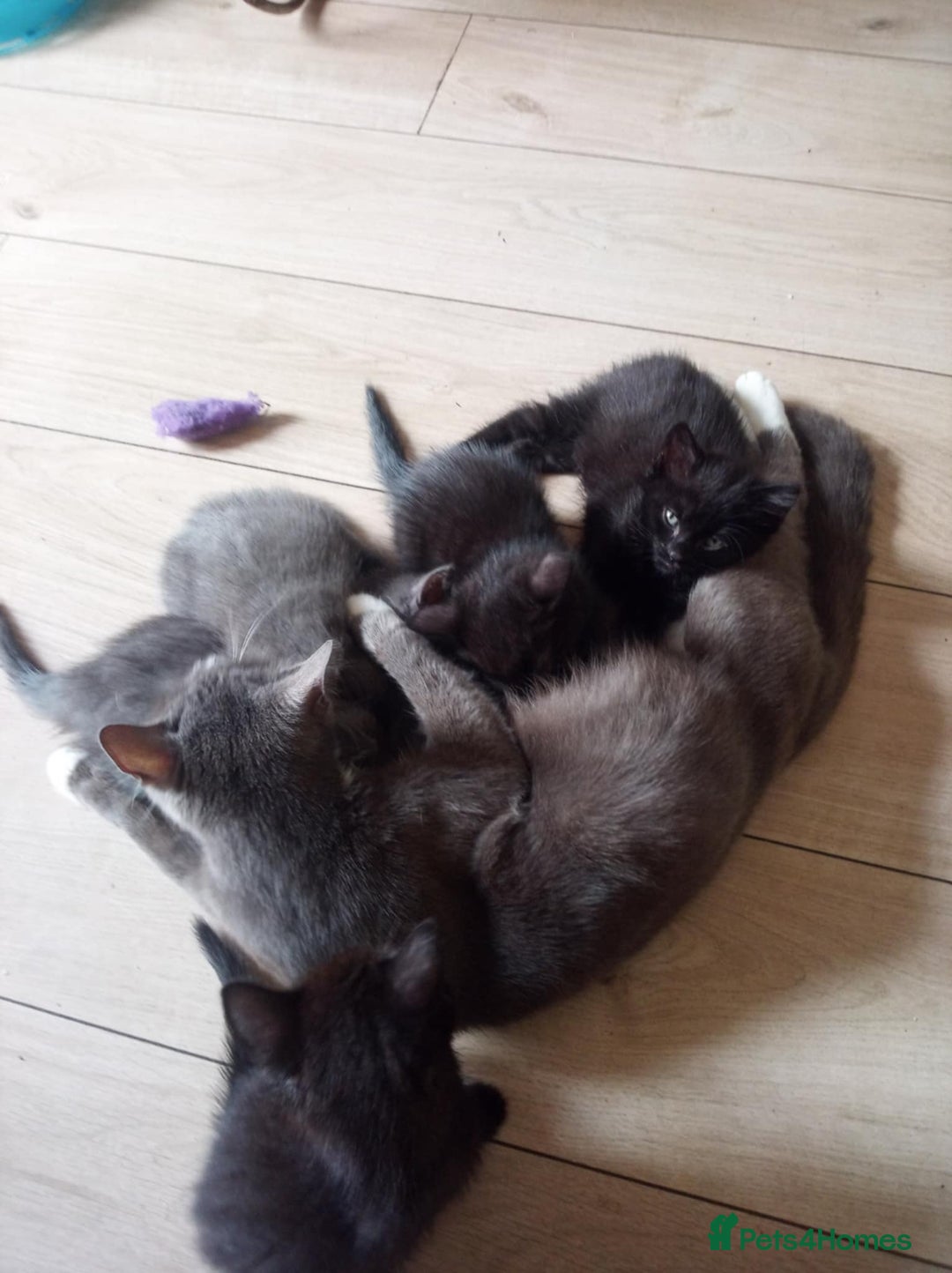 Mixed Breed cats for sale: Kittens - Image 8