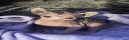Sphynx cats for sale: Adorable sphinx kittens - Advert 4