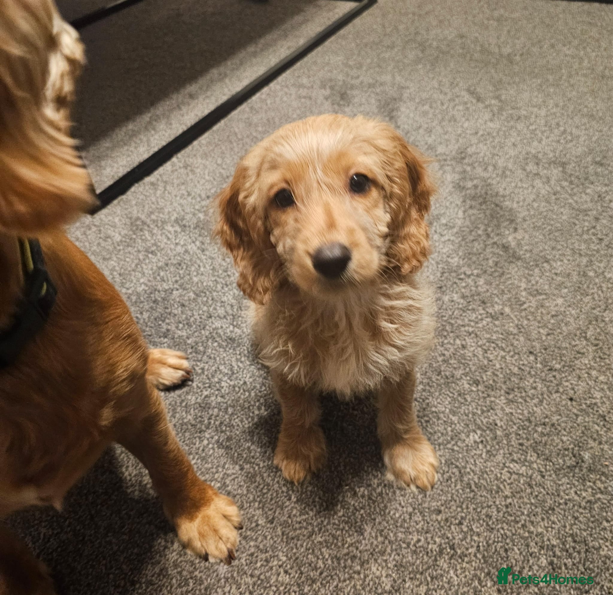 Cockapoo dogs Cockapoo female puppy  - Advert 6