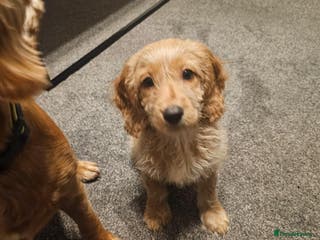 Cockapoo dogs Cockapoo female puppy - Advert 10