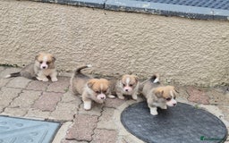 Welsh Corgi Pembroke dogs for sale: Kc reg Serbian lined babies - Image 14