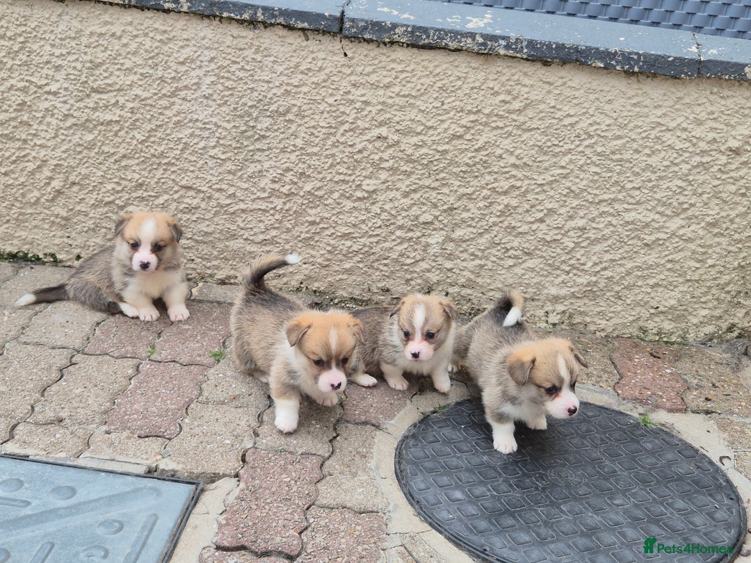 Welsh Corgi Pembroke dogs for sale: Kc reg Serbian lined babies - Image 14