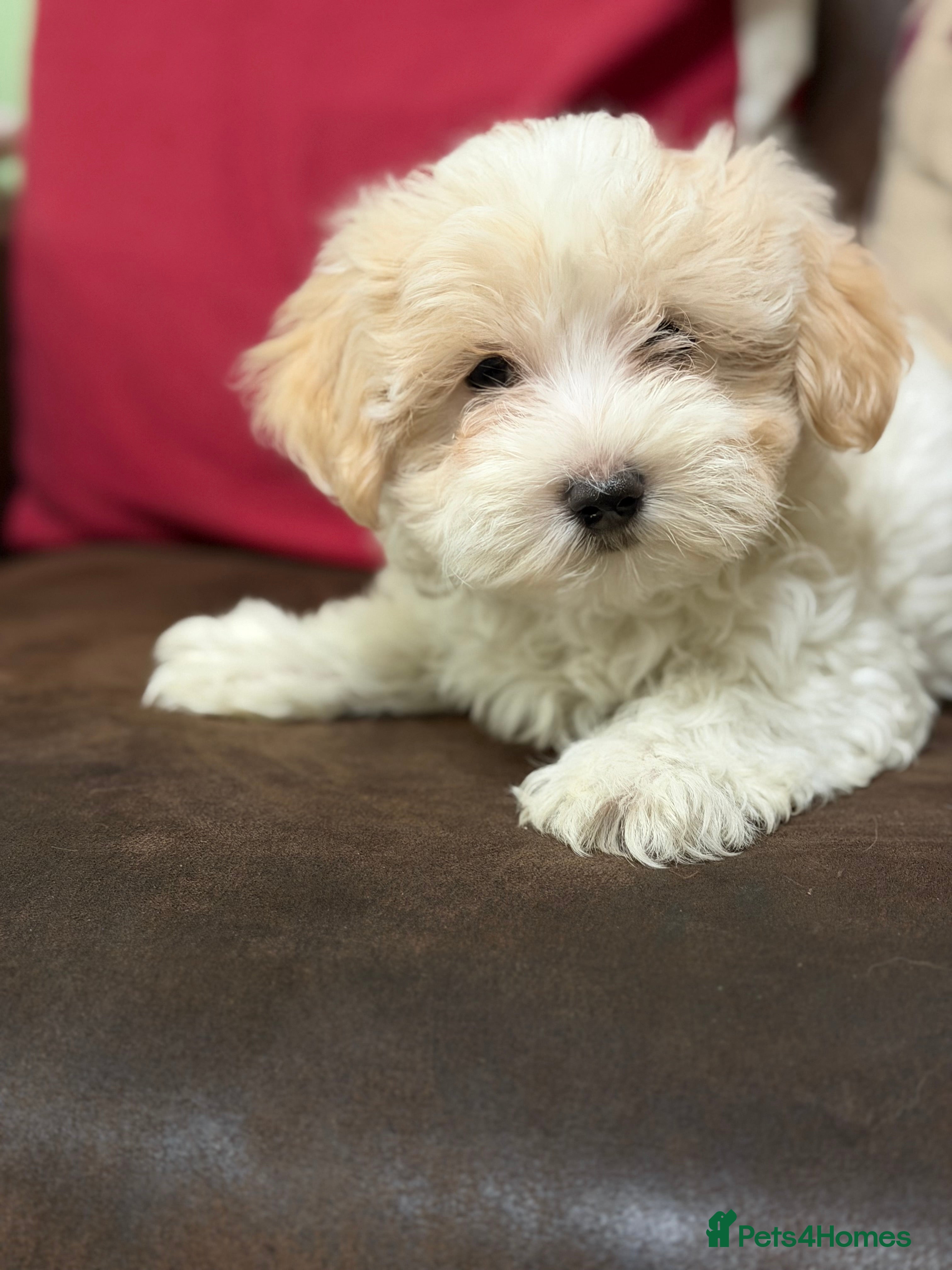 Mixed Breed dogs Beautiful Maltipoo Teddy Bears - Advert 5