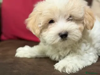 Mixed Breed dogs Beautiful Maltipoo Teddy Bears - Advert 5