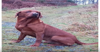 Labrador Retriever dogs - Advert 10