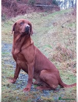 Labrador Retriever dogs - Advert 2