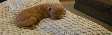 Labradoodle 8